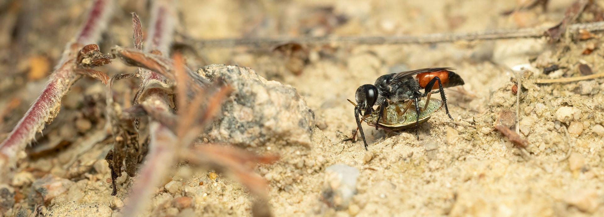 Astata boops ©Stephanie Rübenach