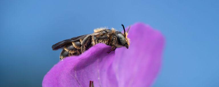Chelostoma rapunculi ©Stephanie Rübenach