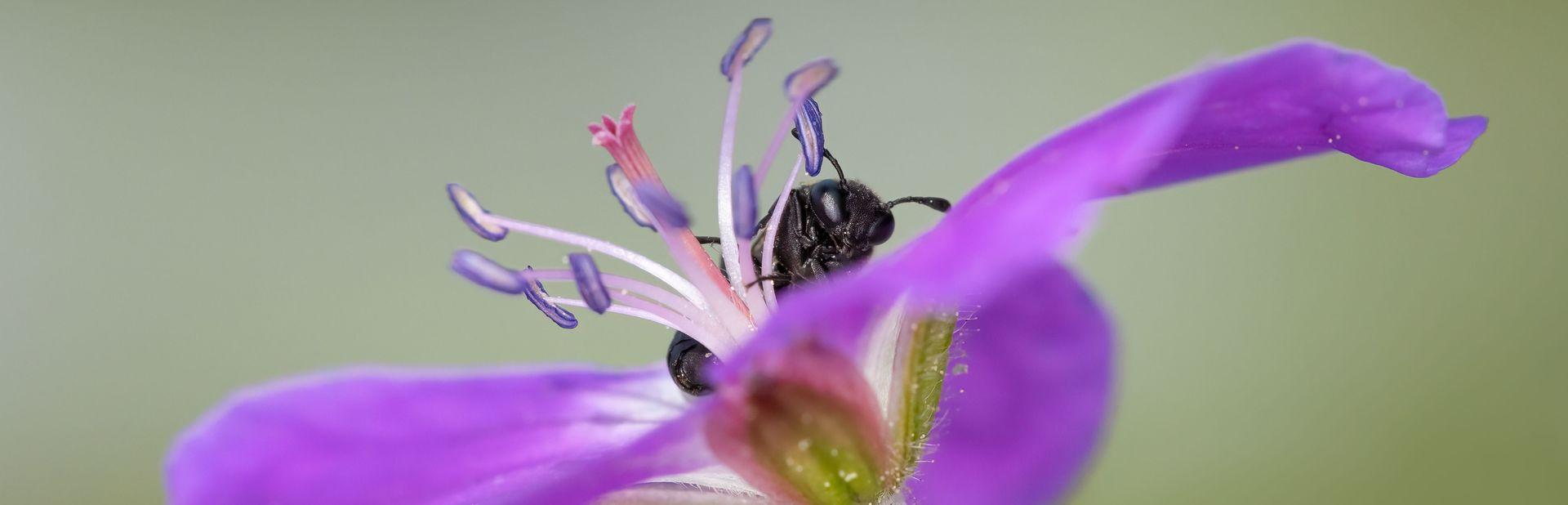 Corynis obscura ©Stephanie Rübenach